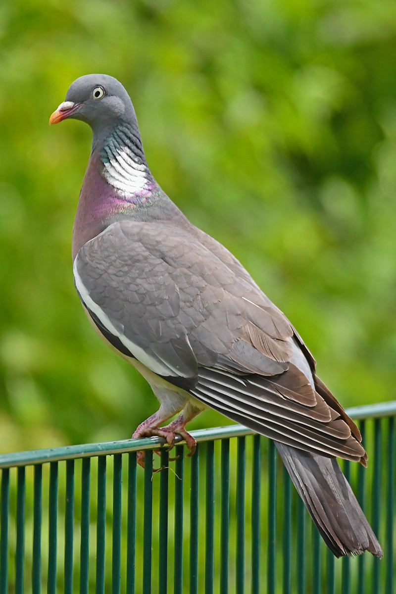 Common Wood-Pigeon - ML620737747