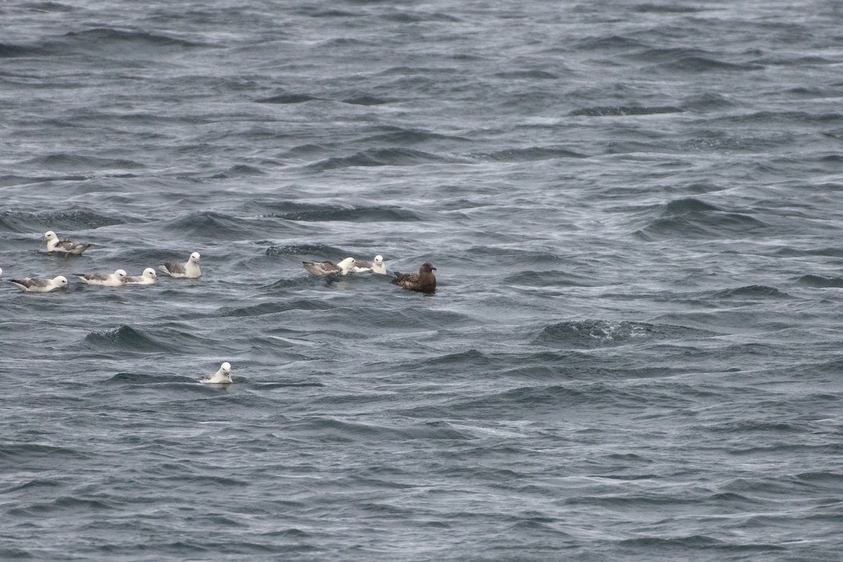 Great Skua - ML620737749