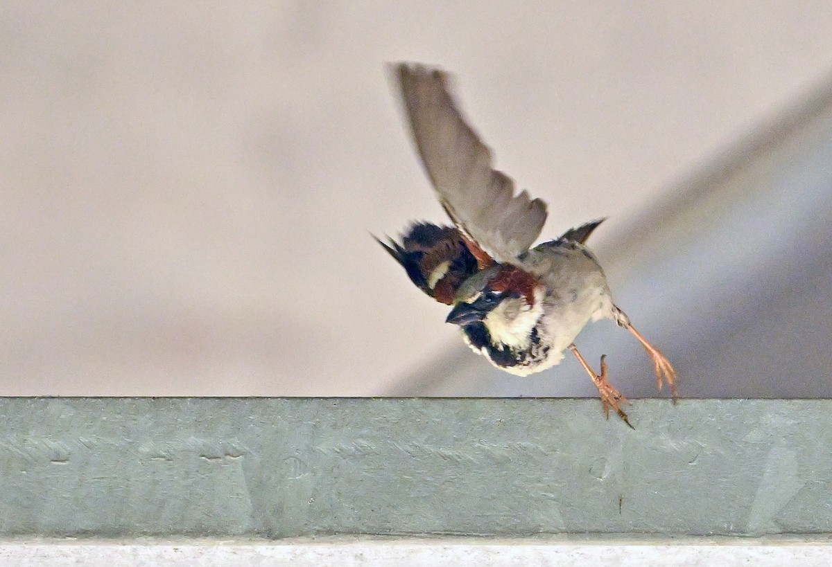 Moineau domestique - ML620737750