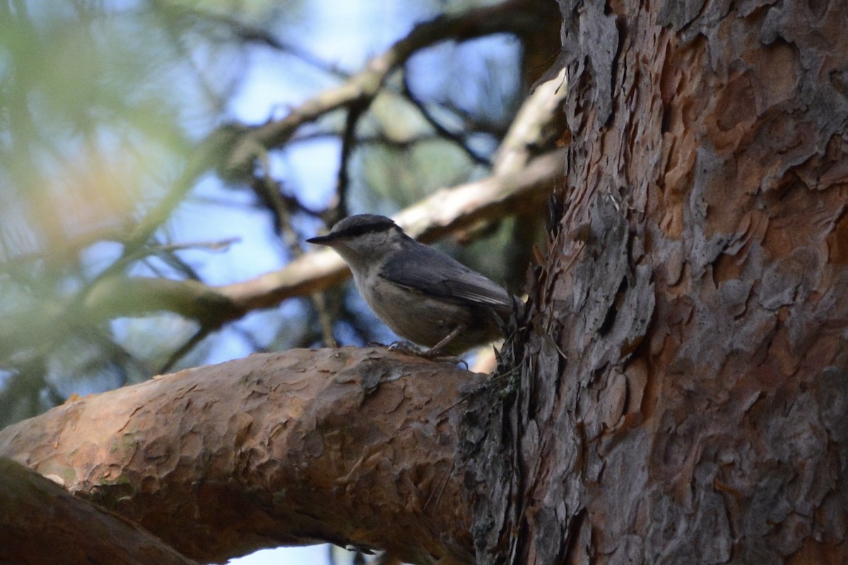 Eurasian Nuthatch - ML620737751