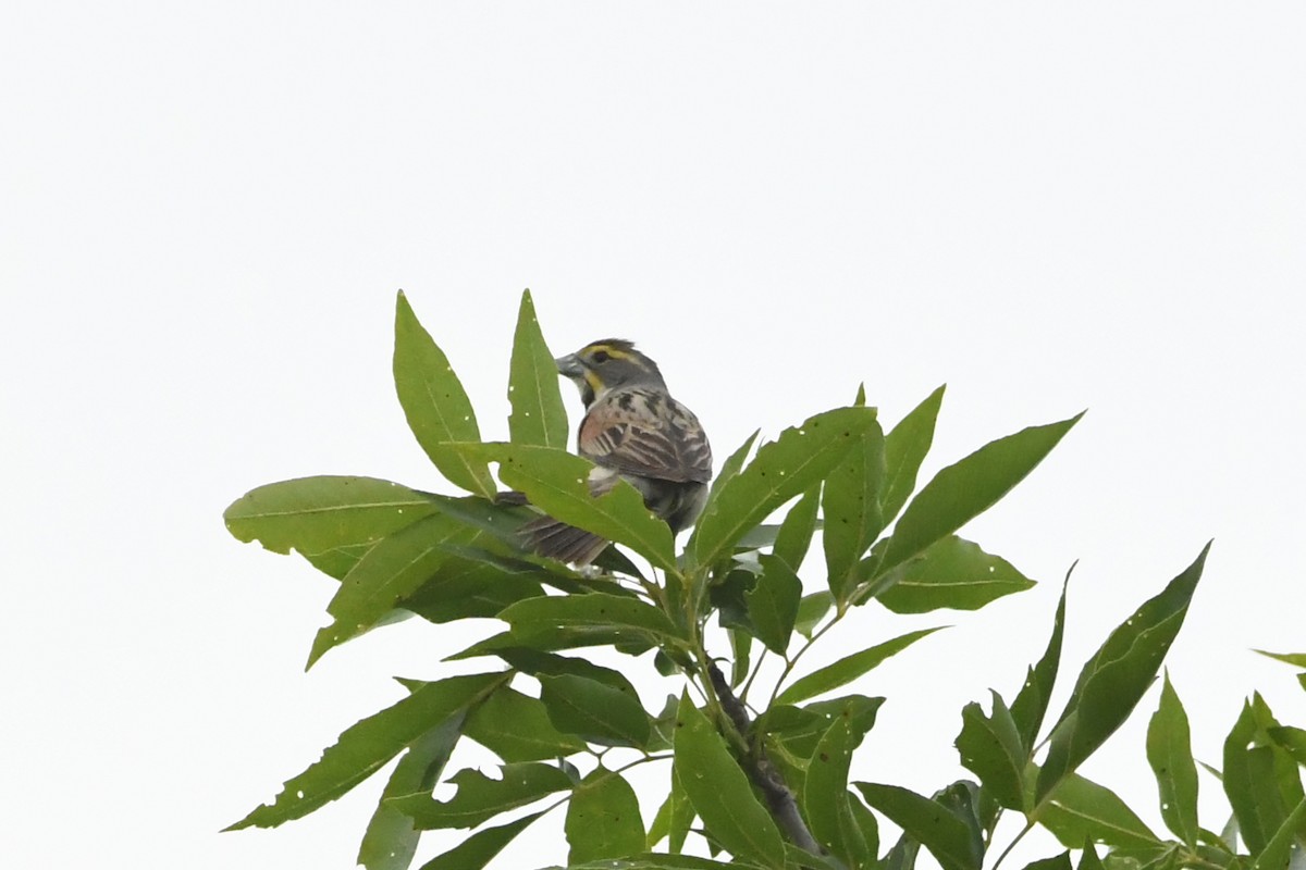 Dickcissel - ML620737752