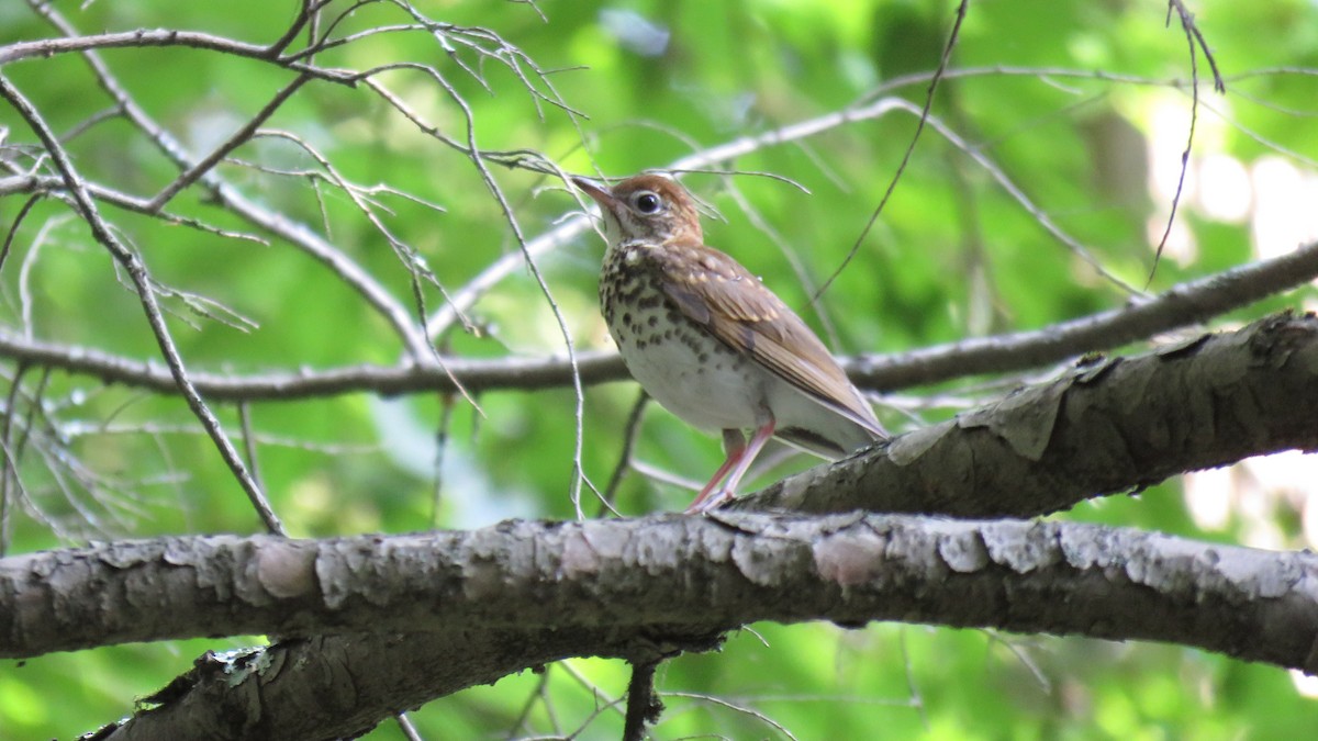 Wood Thrush - Allan Strong