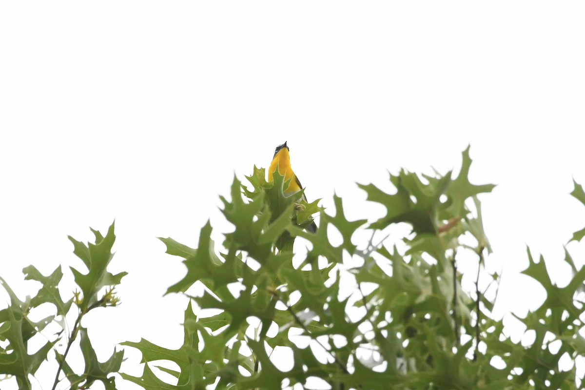 Yellow-breasted Chat - ML620737763