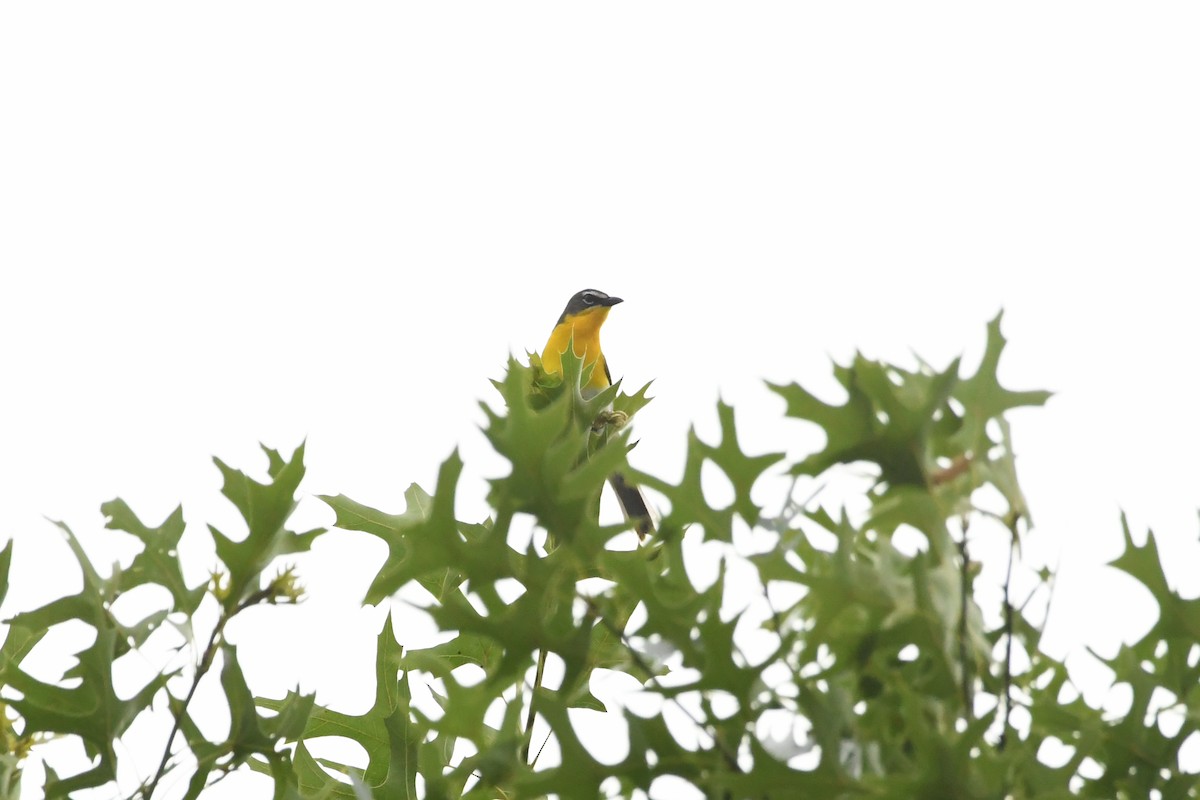 Yellow-breasted Chat - ML620737765