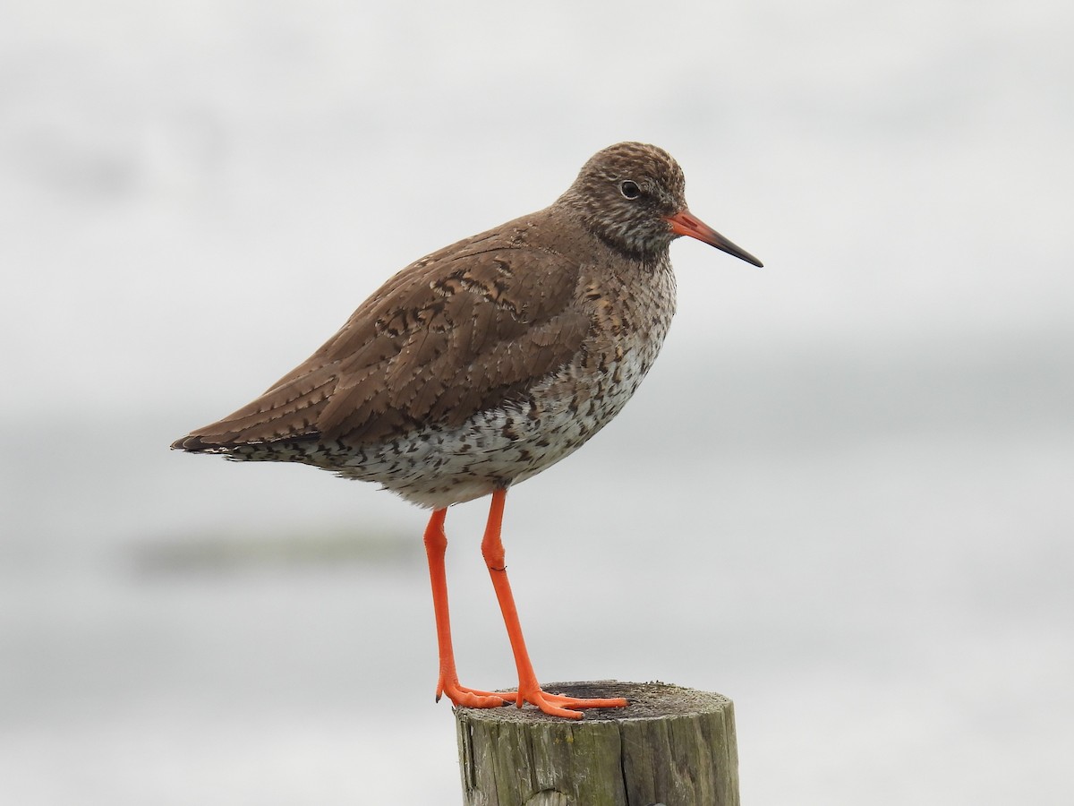 Common Redshank - ML620737769