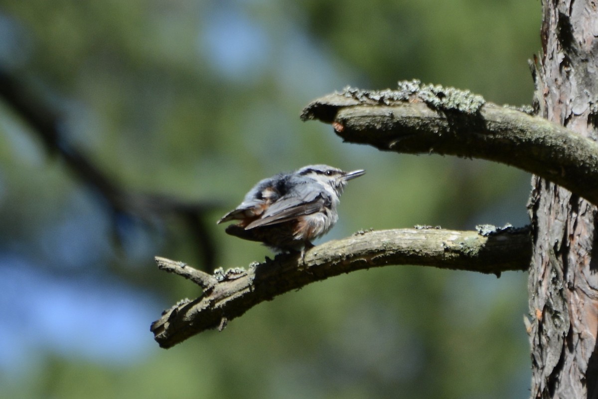 Eurasian Nuthatch - ML620737771