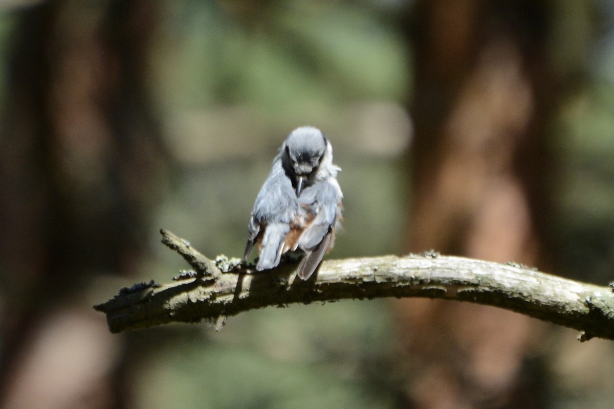 Eurasian Nuthatch - ML620737773