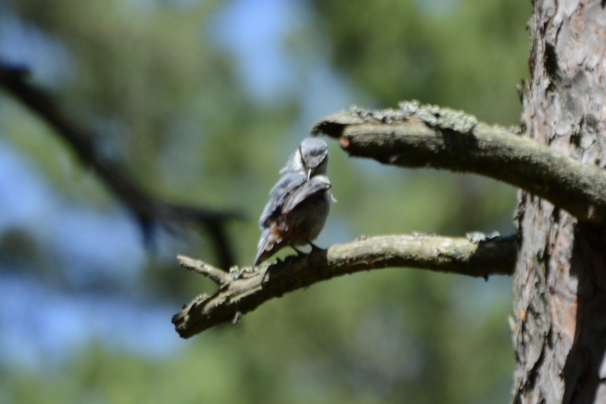 Eurasian Nuthatch - ML620737774