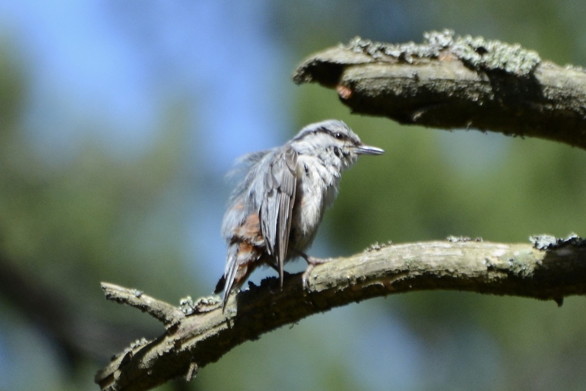 Eurasian Nuthatch - ML620737775