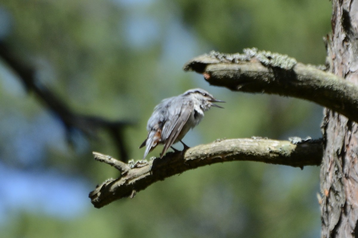 Eurasian Nuthatch - ML620737776