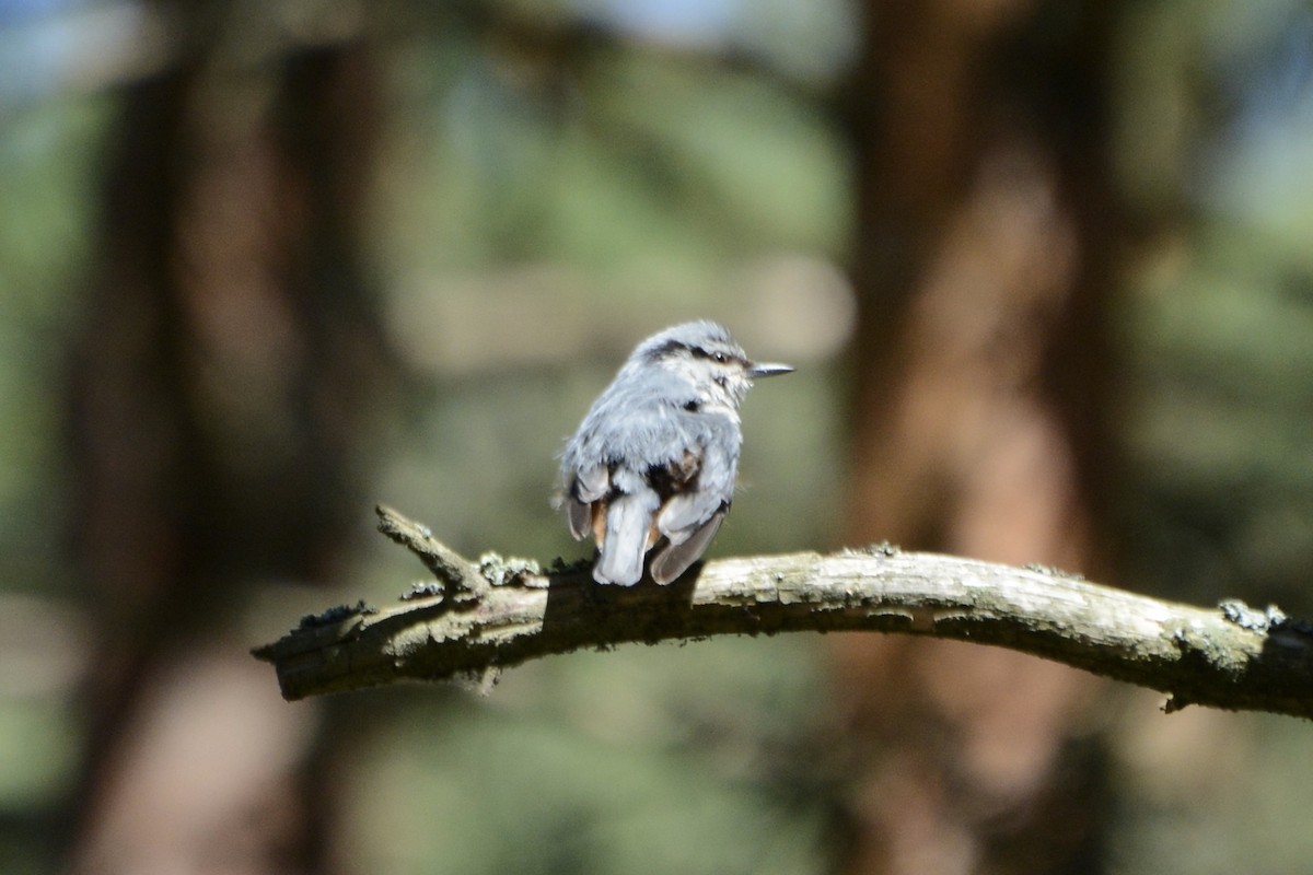 Eurasian Nuthatch - ML620737777