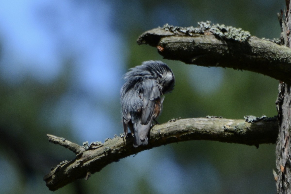 Eurasian Nuthatch - ML620737778