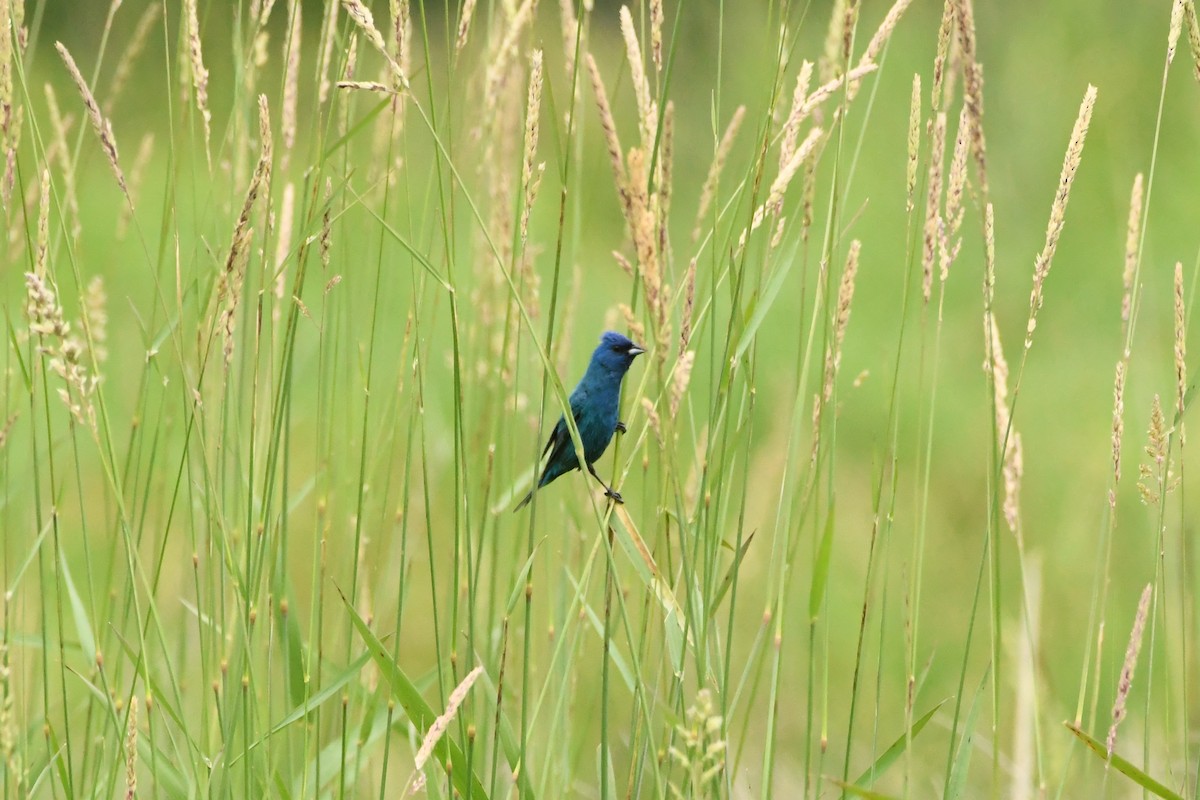 Indigo Bunting - ML620737807