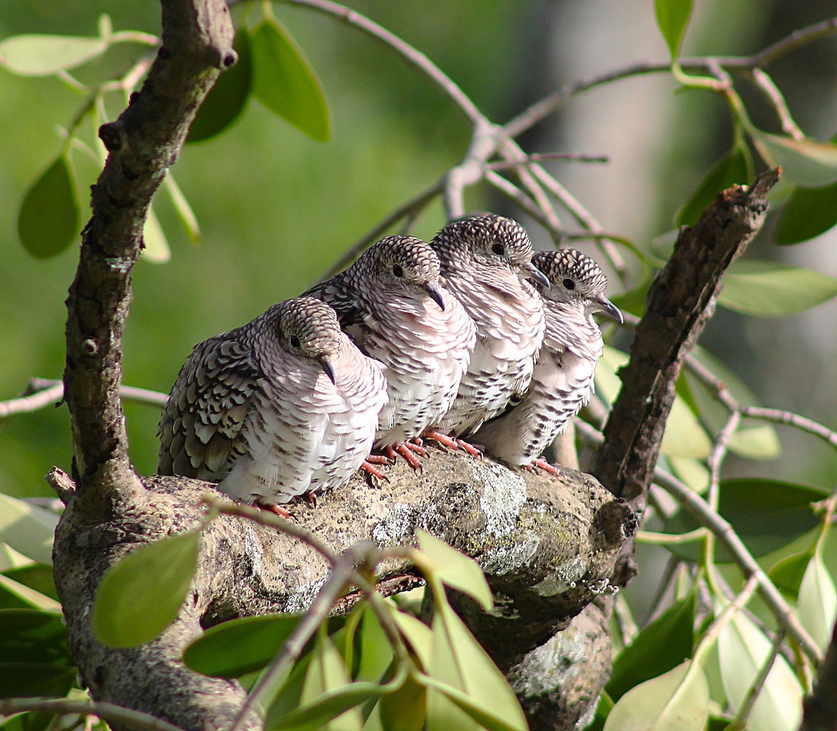 Scaled Dove - ML620737814