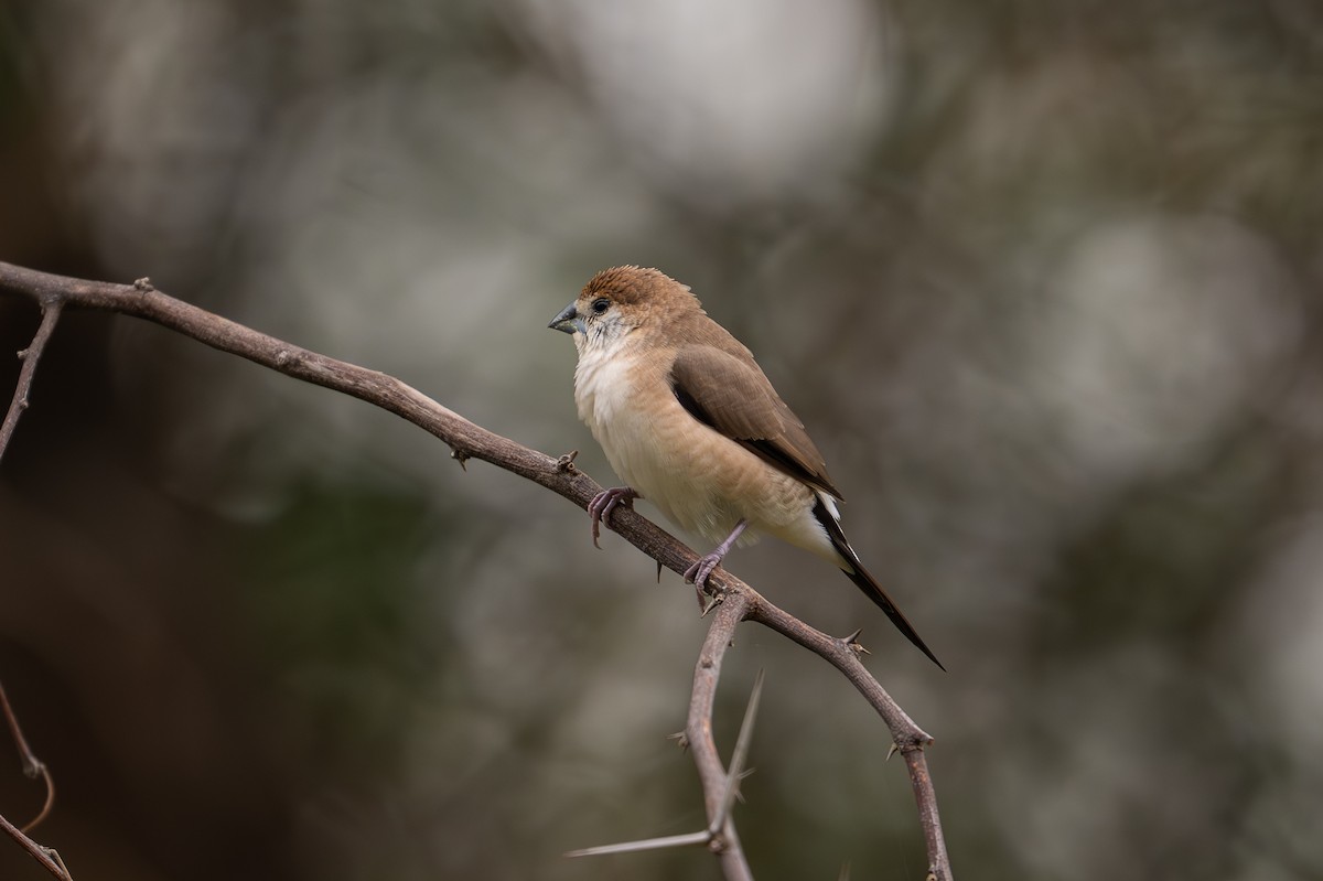 Indian Silverbill - ML620737815