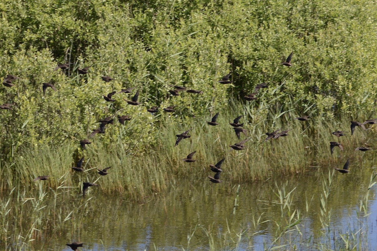 European Starling - ML620737819