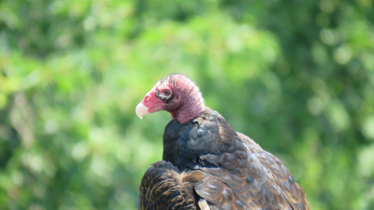 Turkey Vulture - ML620737820