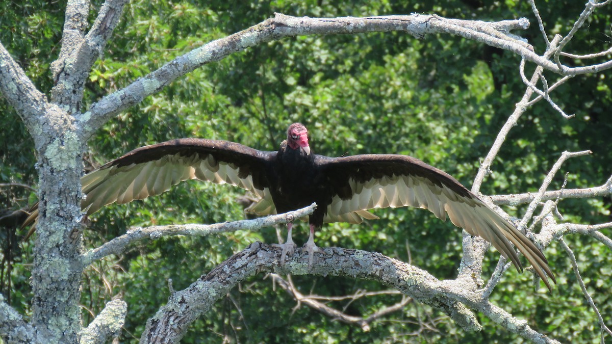 Turkey Vulture - ML620737821