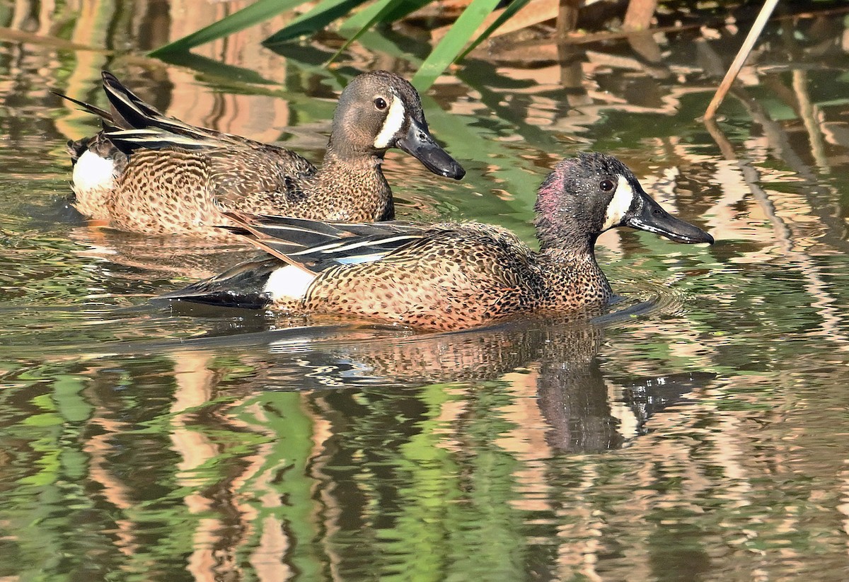 Blue-winged Teal - ML620737823