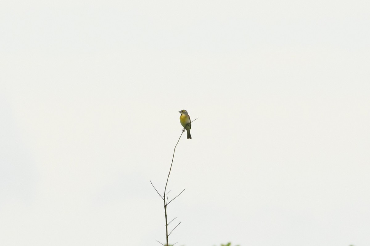 Dickcissel - ML620737825