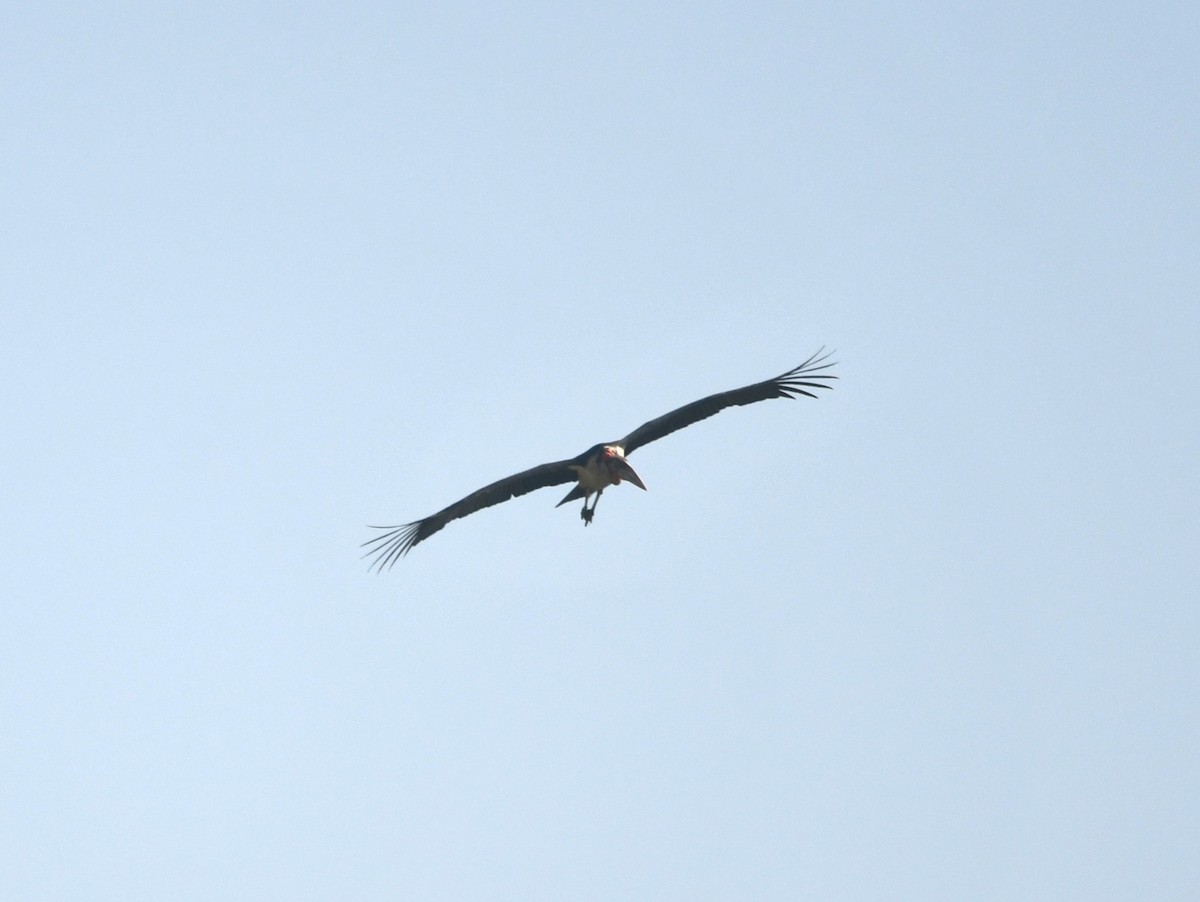 Greater Adjutant - ML620737826