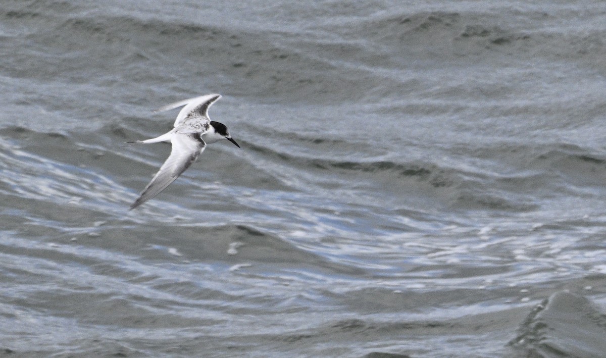 White-fronted Tern - ML620737827