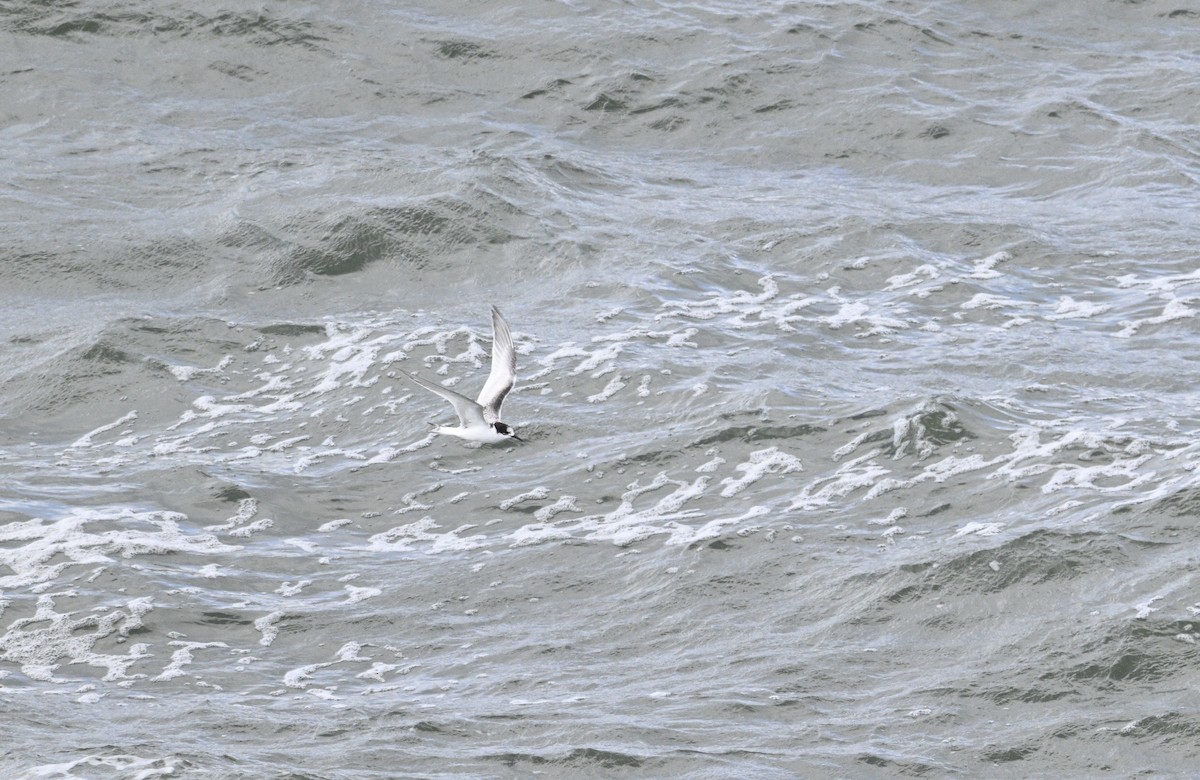 White-fronted Tern - ML620737828