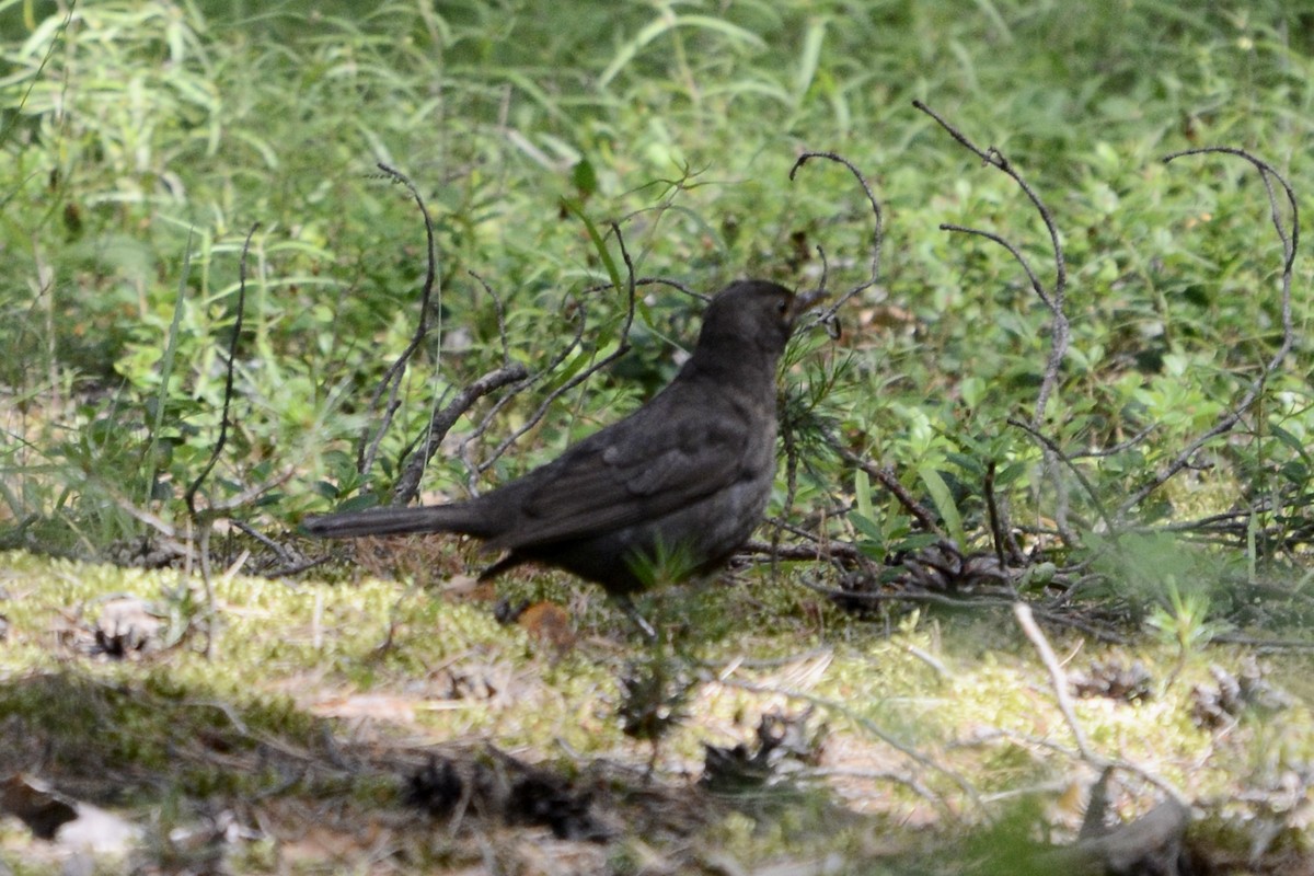 Eurasian Blackbird - ML620737830