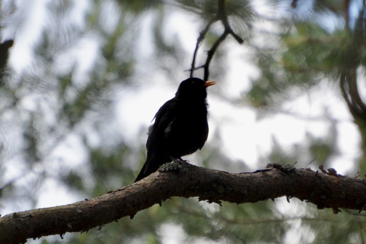 Eurasian Blackbird - ML620737831