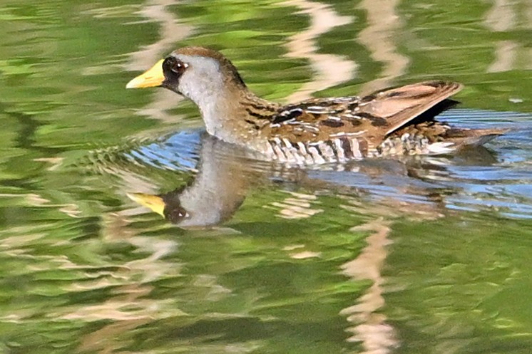 ברודית אמריקנית - ML620737832