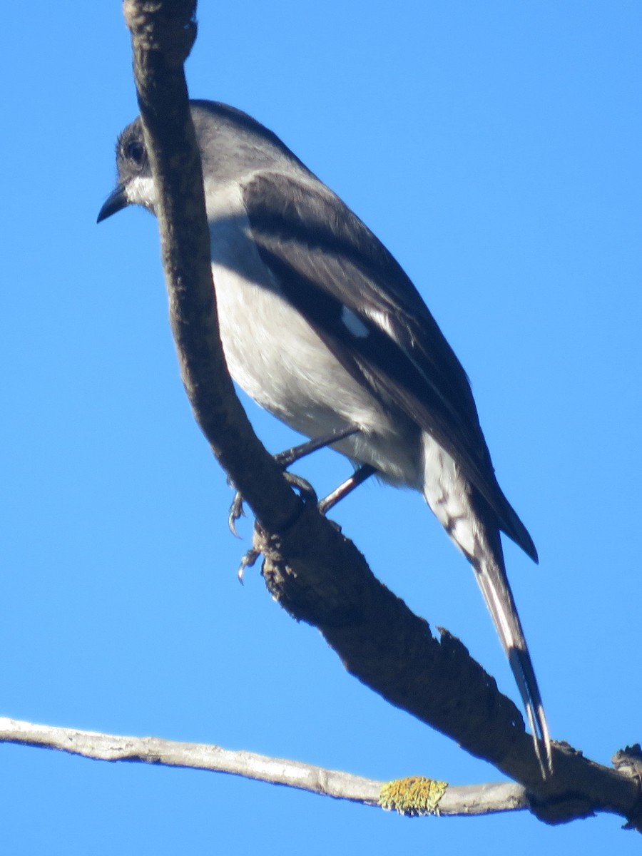 Fiscal Flycatcher - ML620737833