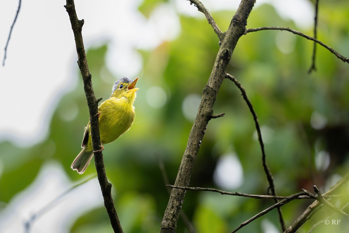 Gray-crowned Warbler - ML620737835