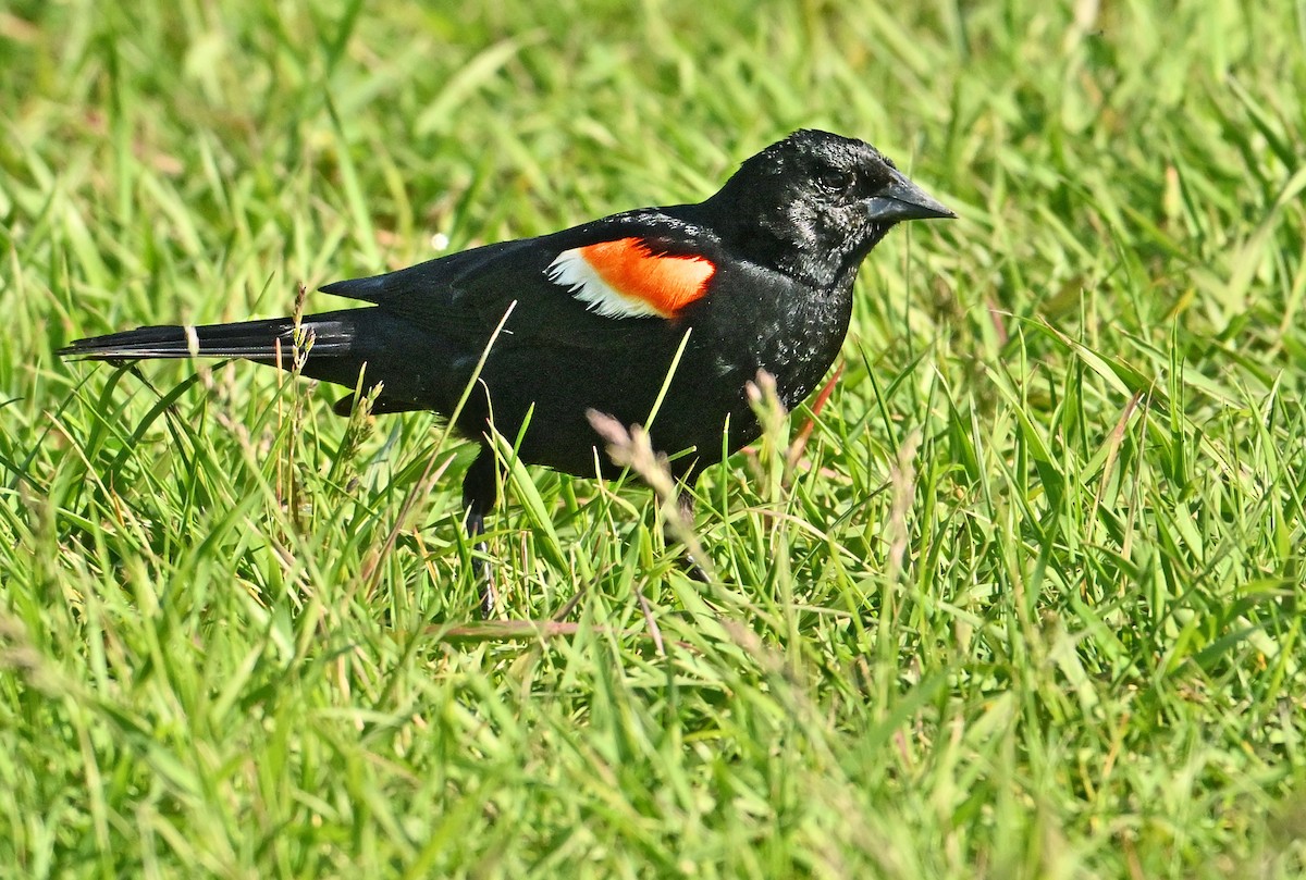 Red-winged Blackbird - ML620737836