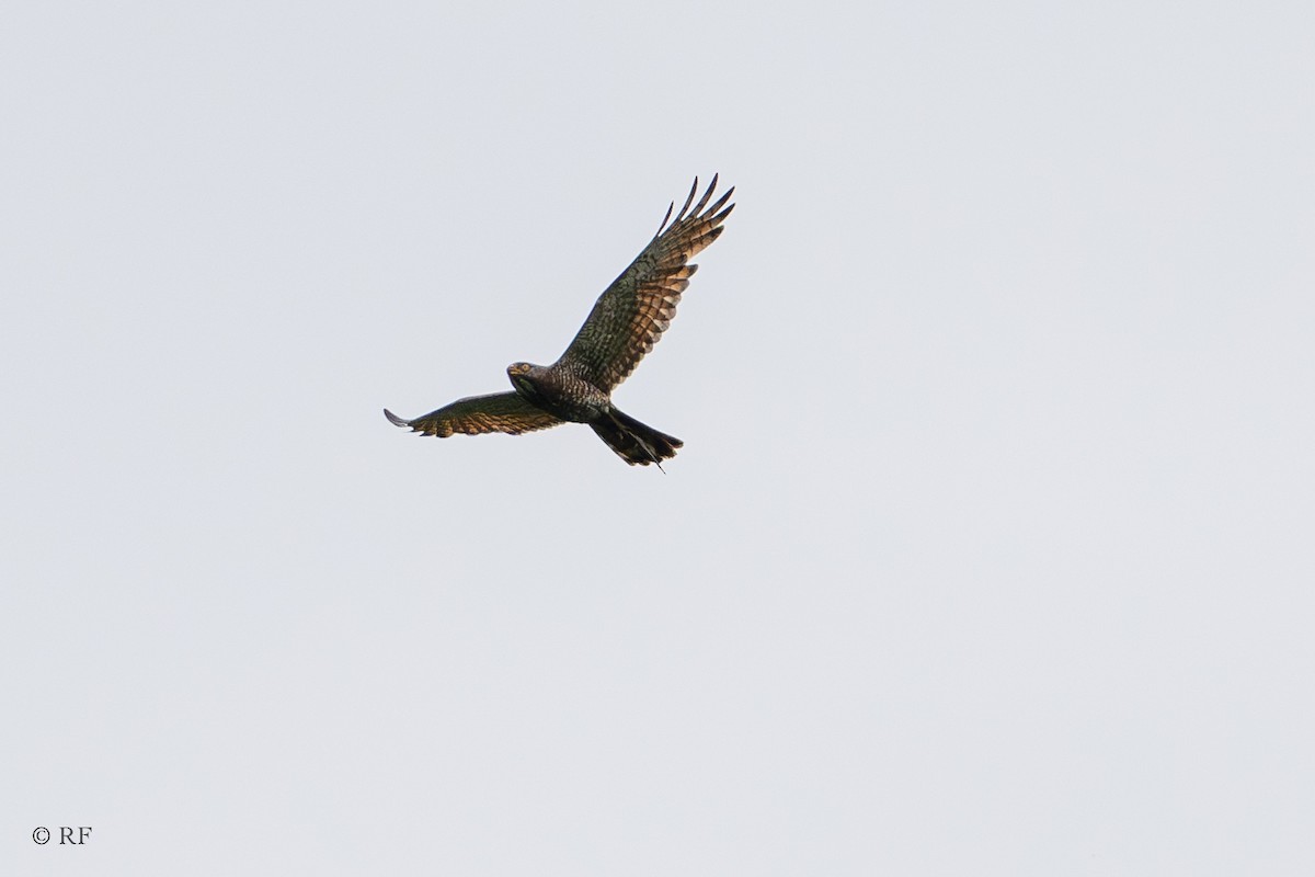 Gray-faced Buzzard - ML620737837