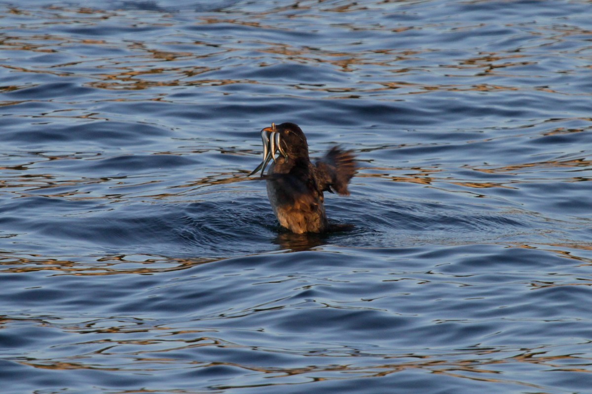 Rhinoceros Auklet - ML620737838