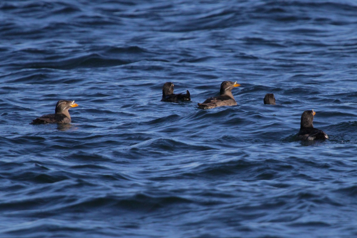 Rhinoceros Auklet - David Marques