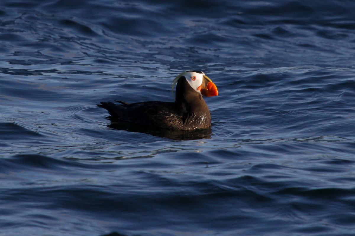 Tufted Puffin - ML620737840