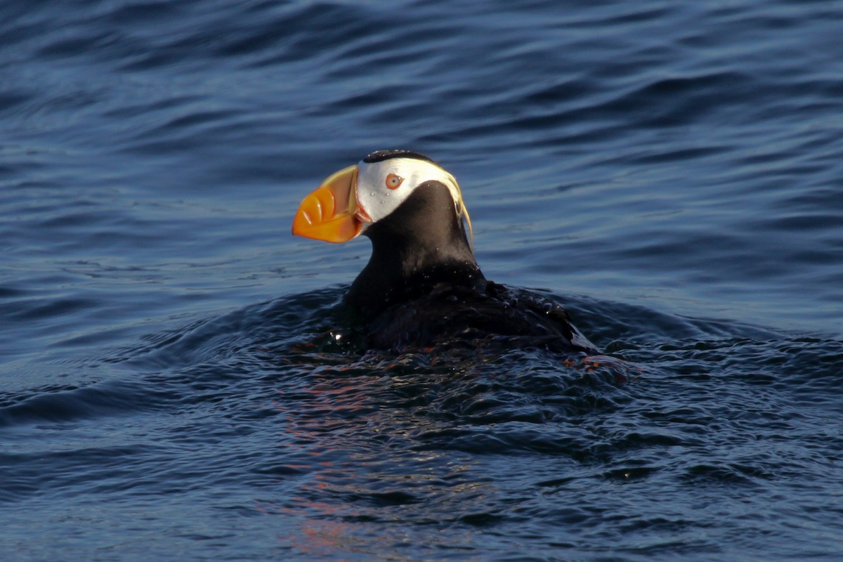 Tufted Puffin - ML620737841