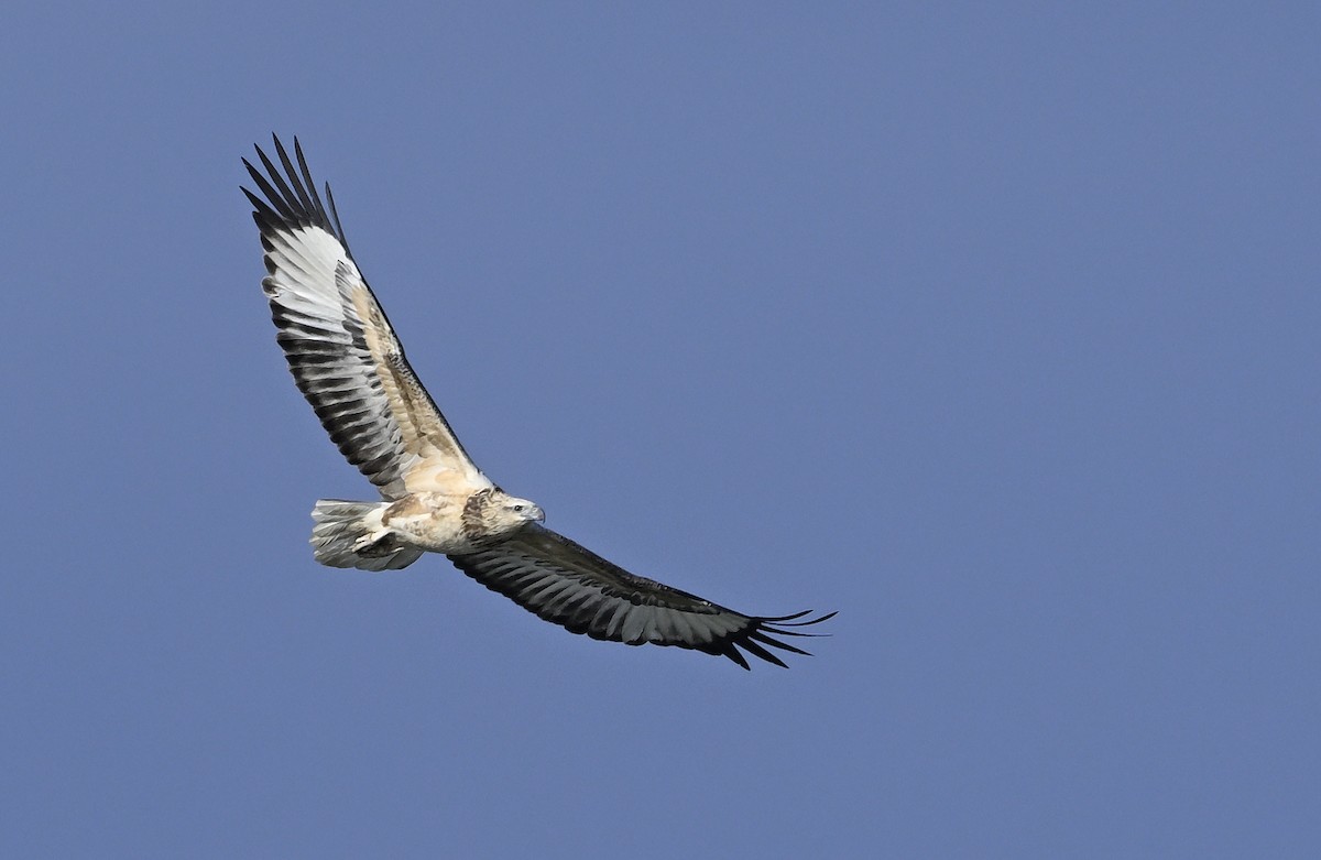 White-bellied Sea-Eagle - ML620737843