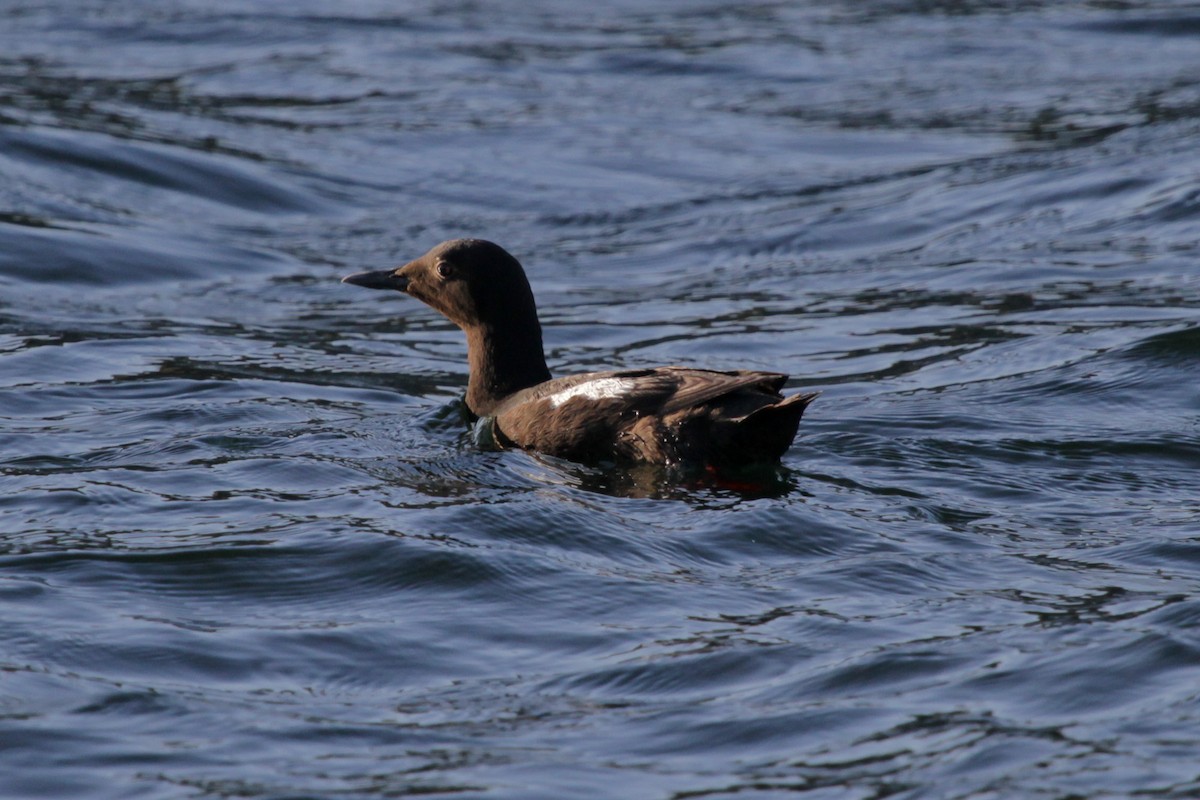 Pigeon Guillemot - ML620737846