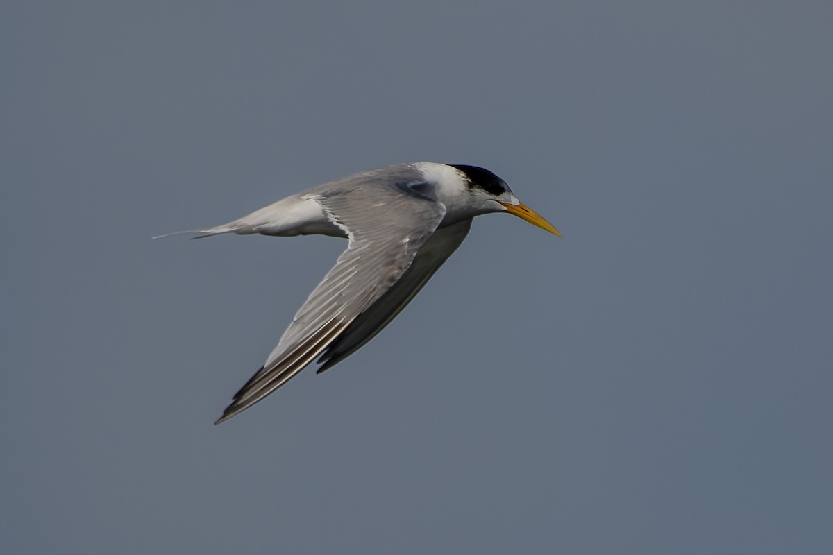 Great Crested Tern - ML620737851