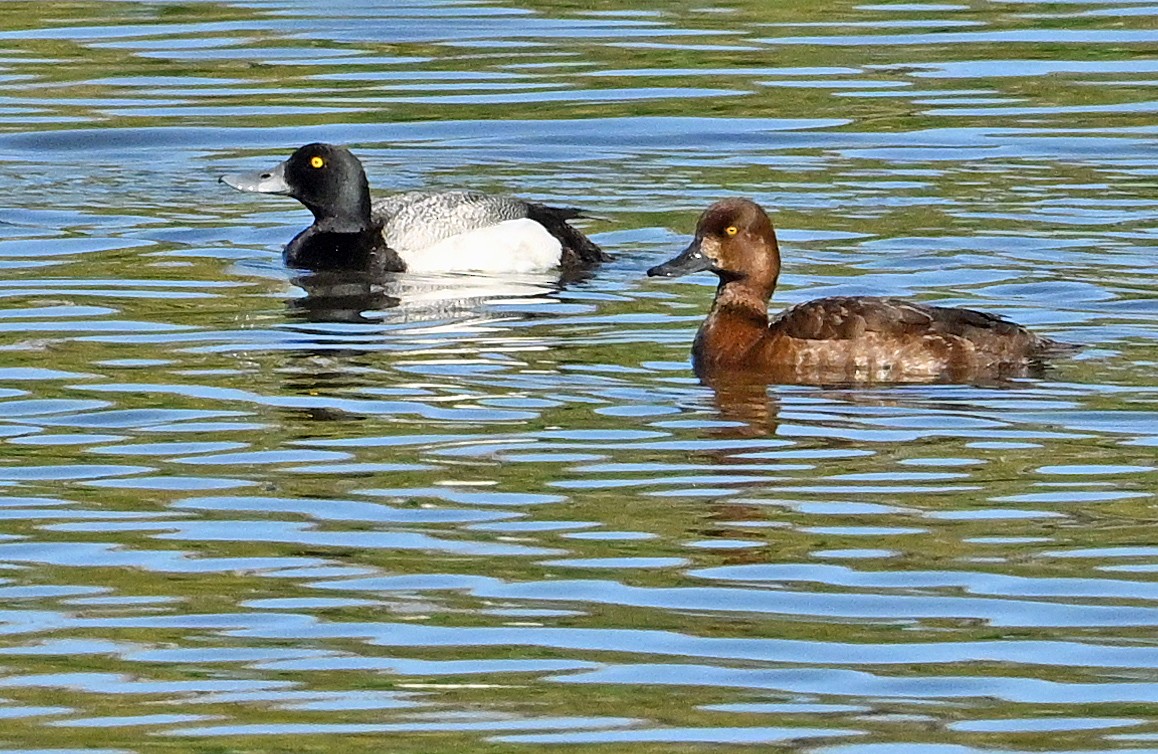 Lesser Scaup - ML620737854