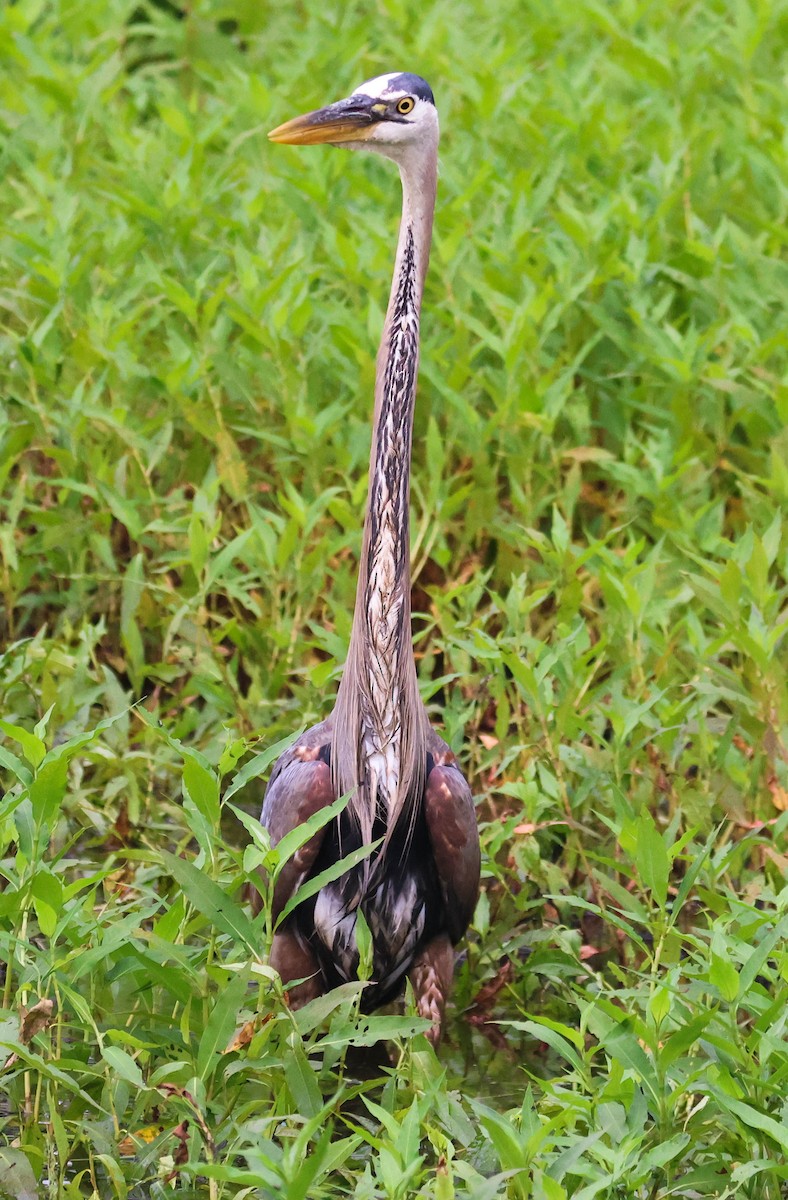 Garza Azulada (grupo herodias) - ML620737858