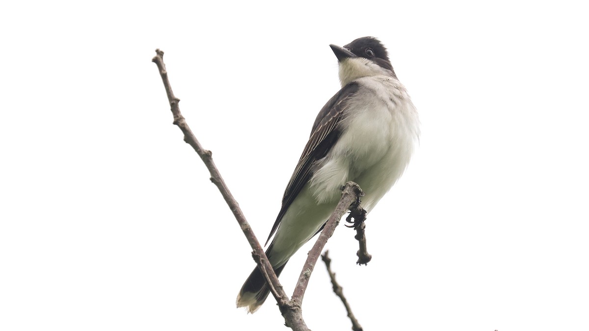 Eastern Kingbird - ML620737866