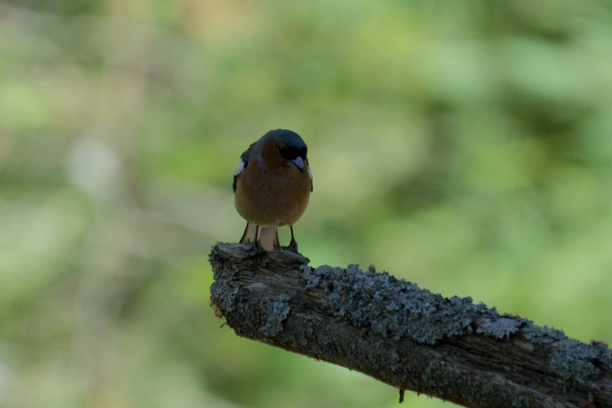 Common Chaffinch - ML620737868