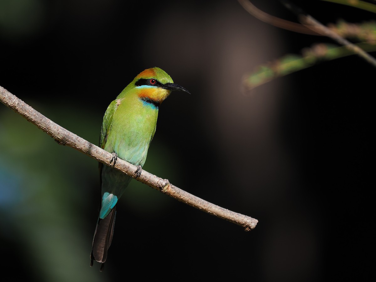 Rainbow Bee-eater - ML620737879