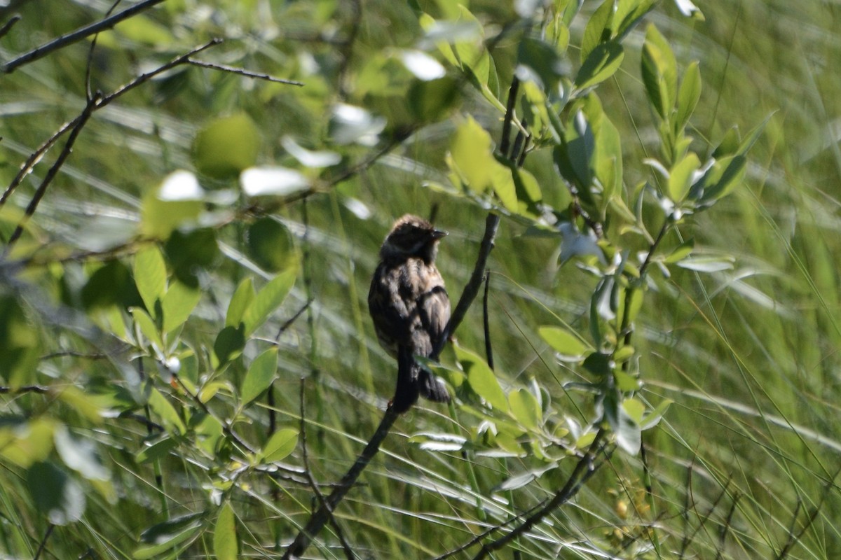 Reed Bunting - ML620737882