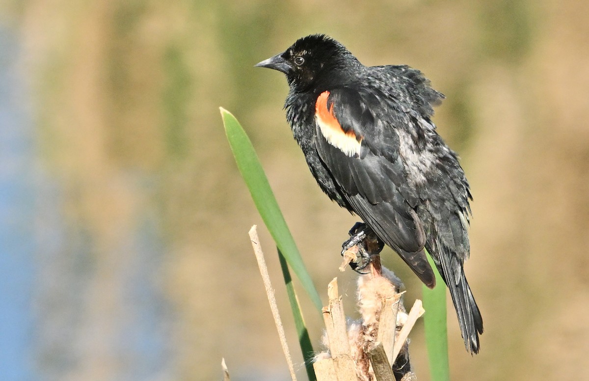 Red-winged Blackbird - ML620737883