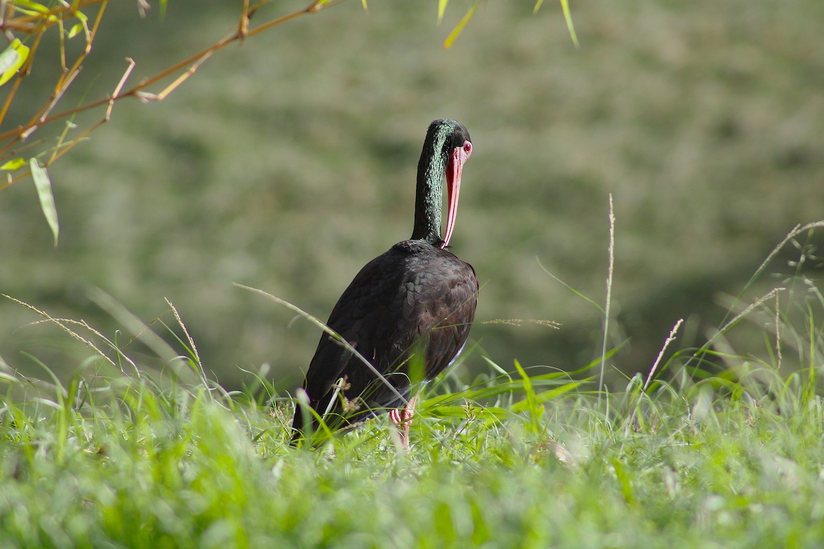 Bare-faced Ibis - ML620737884