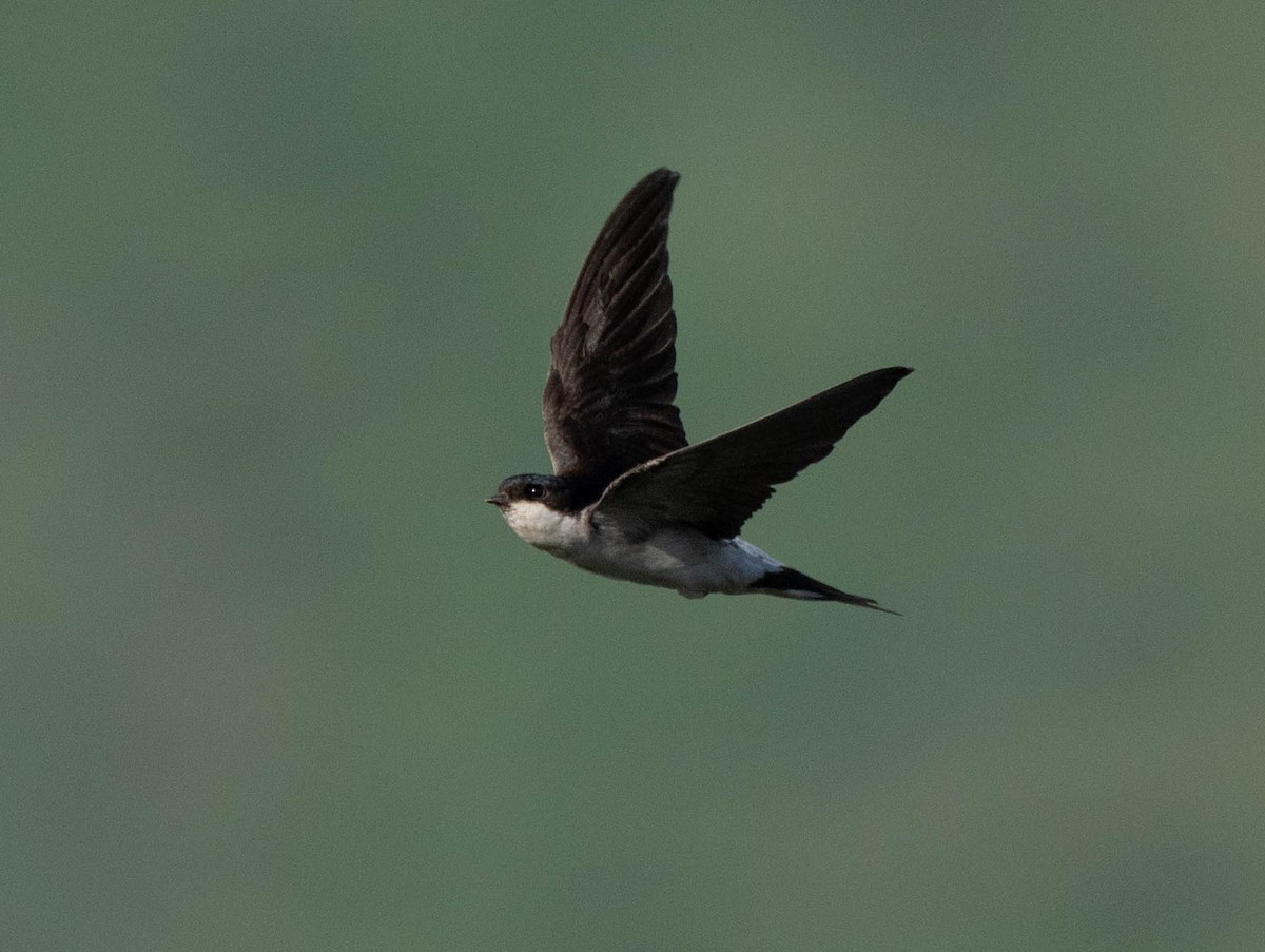 Western House-Martin - ML620737885